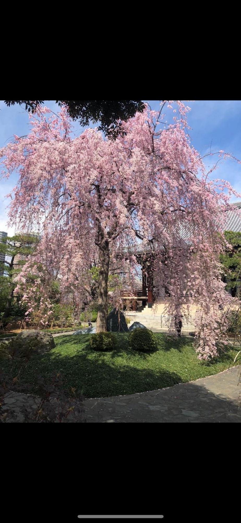 新宿庭院の屋-Shinjuku Garden Home -28 Square Meters King Size Bed Garden Room Tóquio Exterior foto